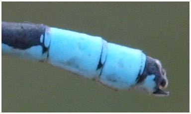 Enallagma cyathigerum