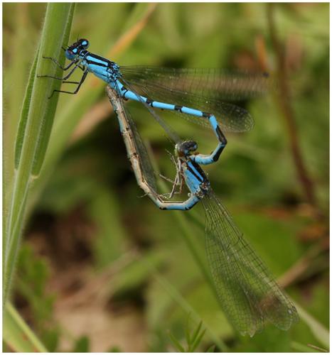 Enallagma cyathigerum