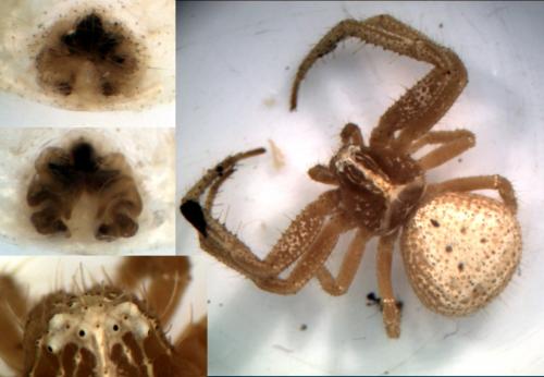 Heriaeus graminicola