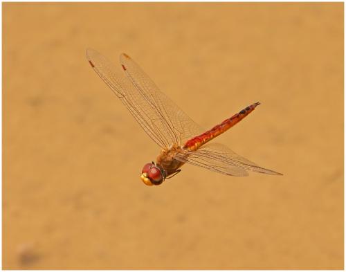 Pantala flavescens