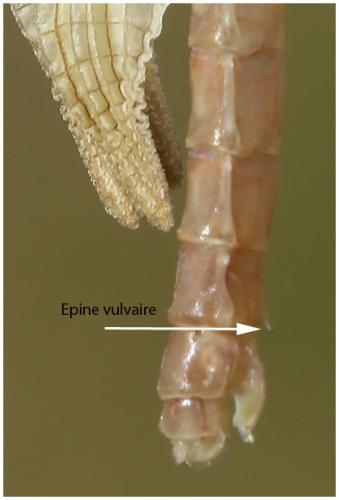 Réf. 195 650 : Enallagma cyathigerum
