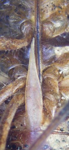 Rhaphigaster nebulosa