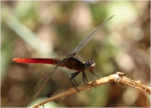 Erythemis peruviana