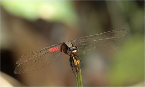 Erythemis peruviana