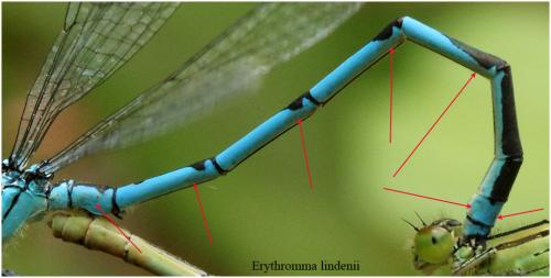Erythromma lindenii