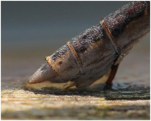 Réf. 195 519 : Sympecma fusca