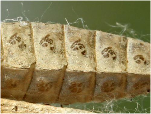 Stylurus flavipes