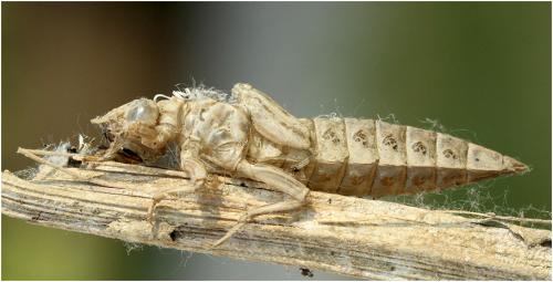 Stylurus flavipes