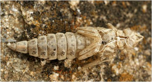 Stylurus flavipes