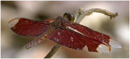 Neurothemis fulvia
