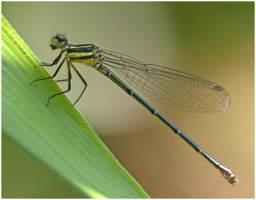 Onychargia atrocyana