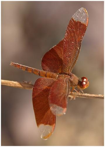 Neurothemis fulvia