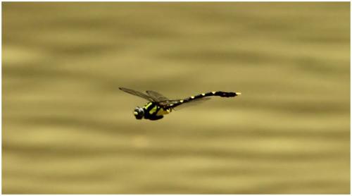 Réf. 195 729 : Nihonogomphus sp.