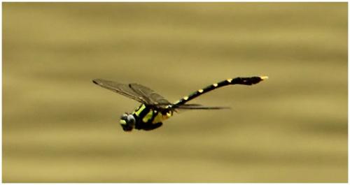 Nihonogomphus sp.