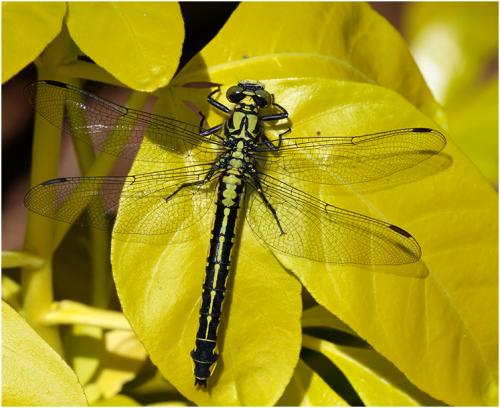 Réf. 195 051 : Gomphus vulgatissimus