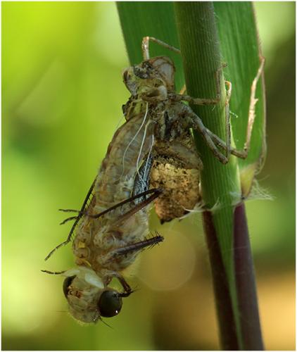 Cordulia aenea