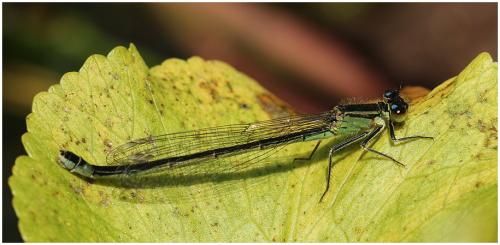 Réf. 195 485 : Ischnura elegans