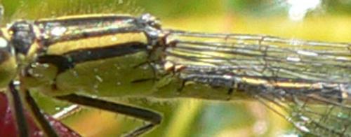 Ischnura elegans