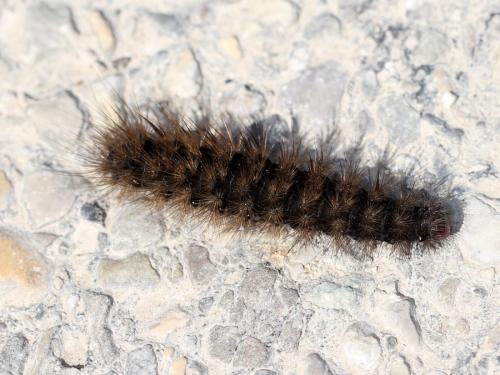 Phragmatobia fuliginosa