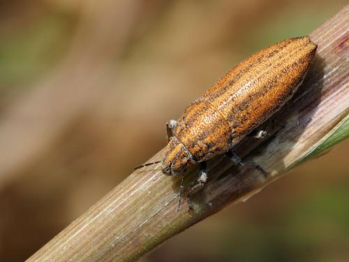 Alphocoris lobulatus