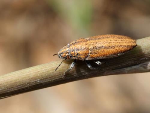 Alphocoris lobulatus