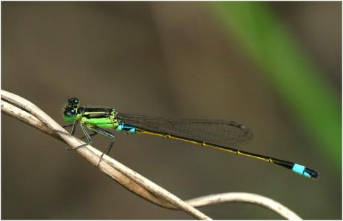 Réf. 195 996 : Ischnura senegalensis
