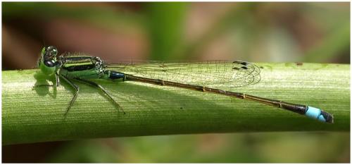 Ischnura senegalensis