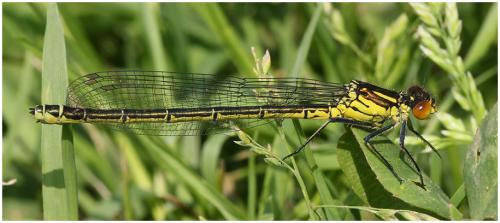 Erythromma najas
