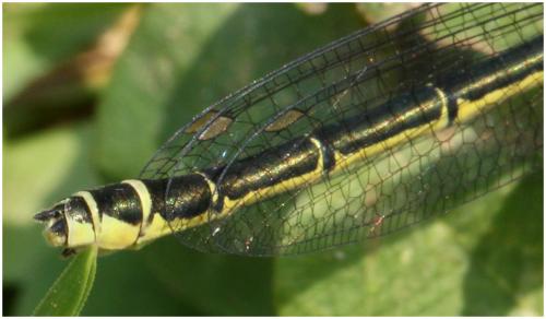 Erythromma najas