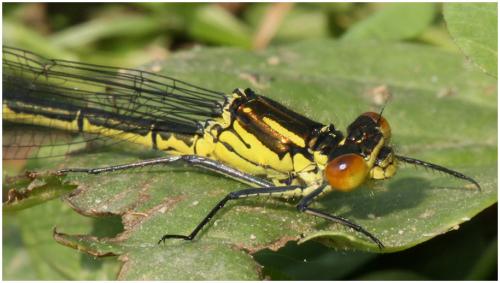 Erythromma najas