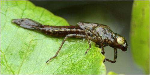 Pyrrhosoma nymphula