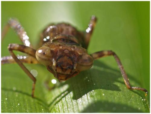 Pyrrhosoma nymphula