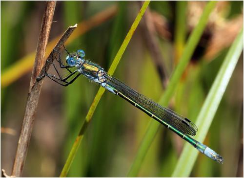 Lestes dryas