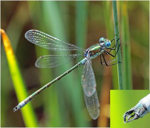 Lestes dryas