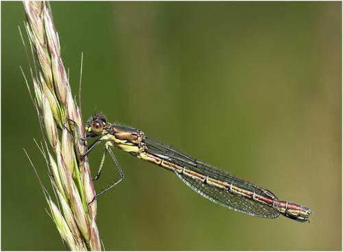 Lestes dryas