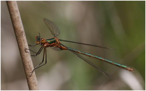 Réf. 195 272 : Lestes sponsa