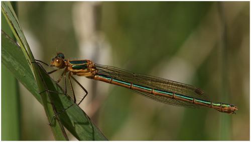 Réf. 195 273 : Lestes sponsa