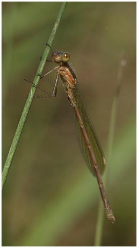 Réf. 195 274 : Lestes sponsa