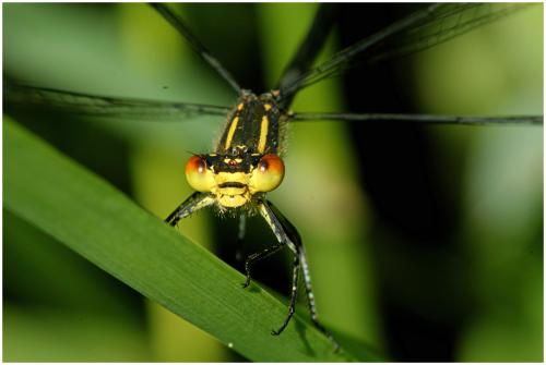 Erythromma najas