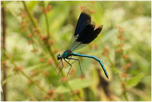 Calopteryx splendens