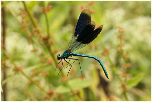 Calopteryx splendens