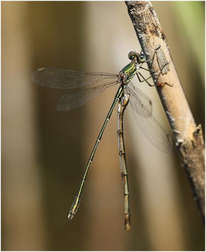 Chalcolestes viridis