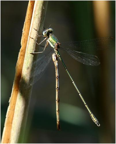 Réf. 195 054 : Chalcolestes viridis