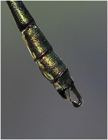 Chalcolestes viridis