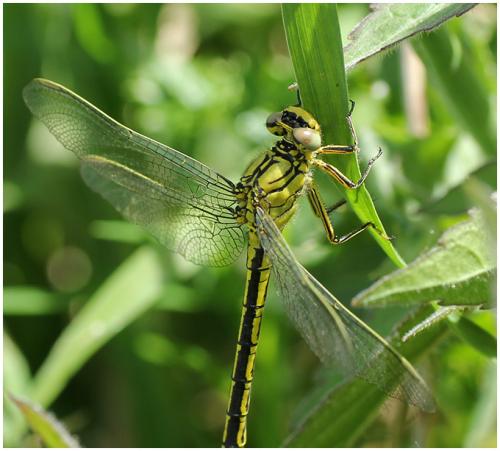 Gomphus pulchellus