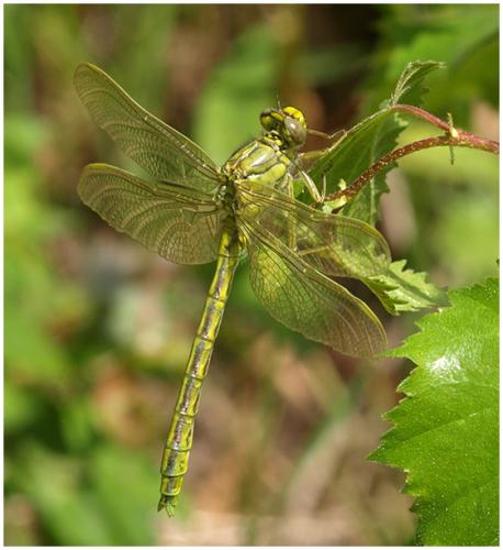 Réf. 195 491 : Gomphus pulchellus