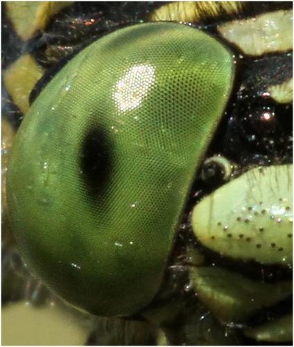 Réf. 195 223 : Onychogomphus forcipatus