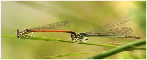 Platycnemis sp.