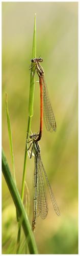 Platycnemis sp.