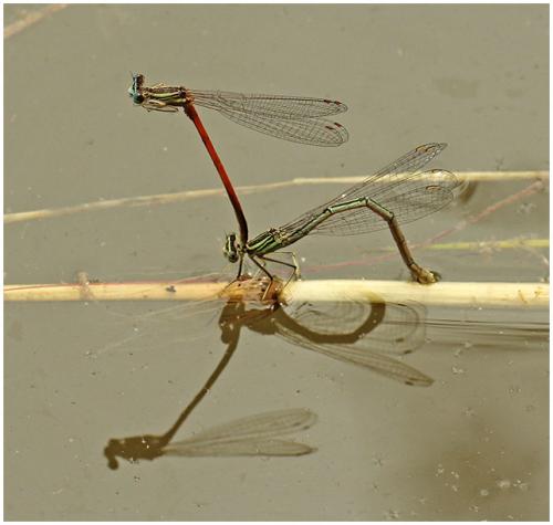 Platycnemis sp.